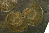 Fossil Ammonite Cluster - Posidonia Shale, Germany #377999-3
